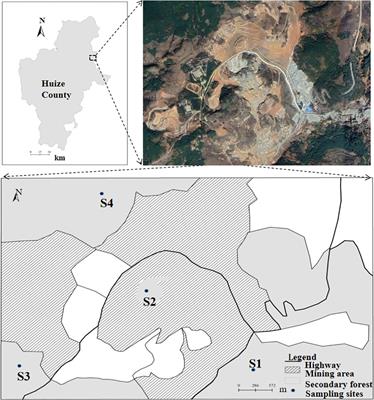 Nurse role and mechanism of Coriaria nepalensis in abandoned land of Pb-Zn mining area